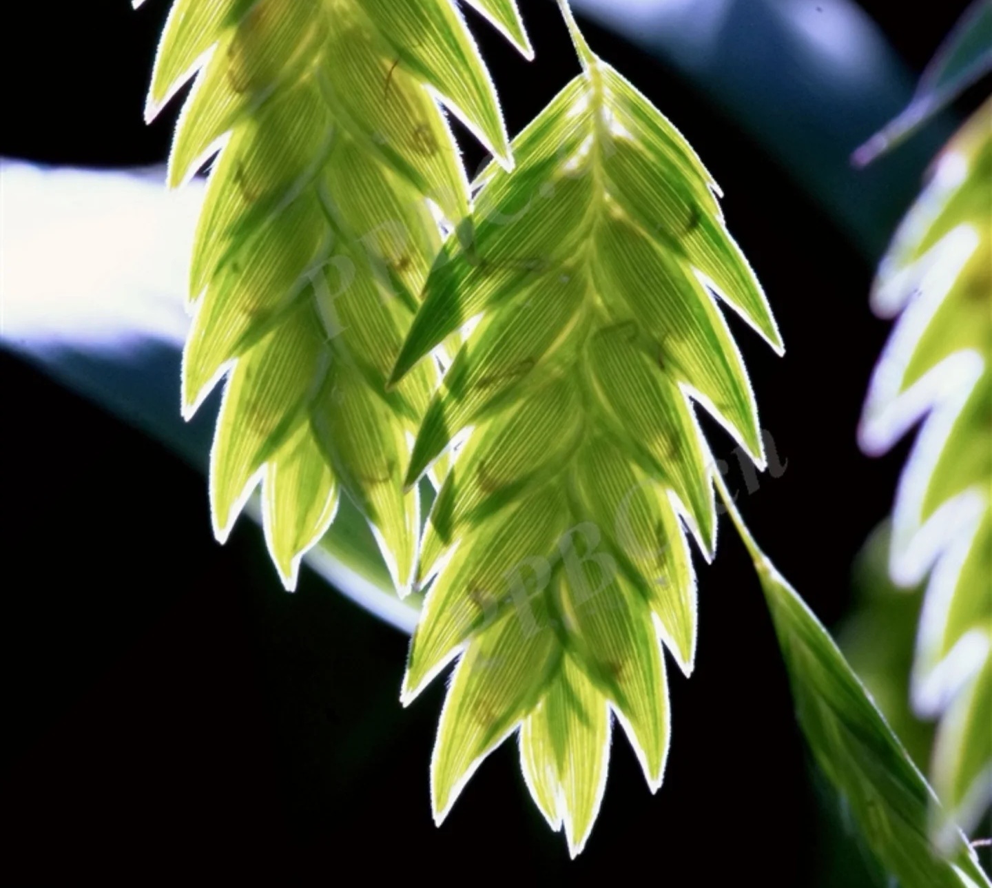 69514c0055562.jpg 69514c0055562.jpg