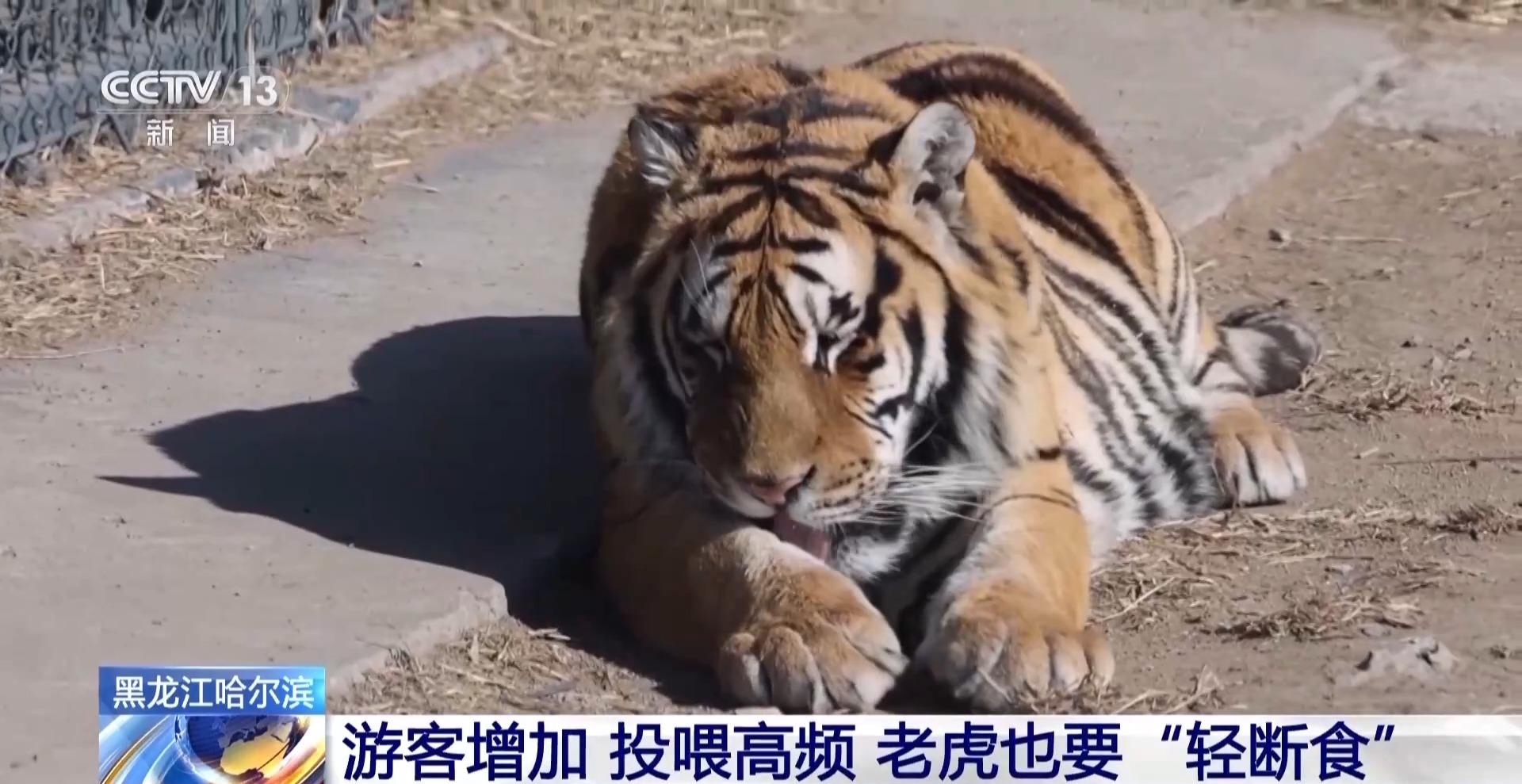 300多只东北虎轮流“轻断食” 断食对老虎有影响吗？