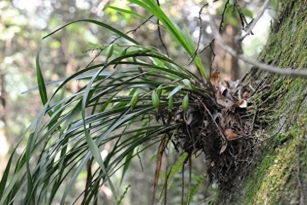 中国方案破解药用芳香植物保护困局